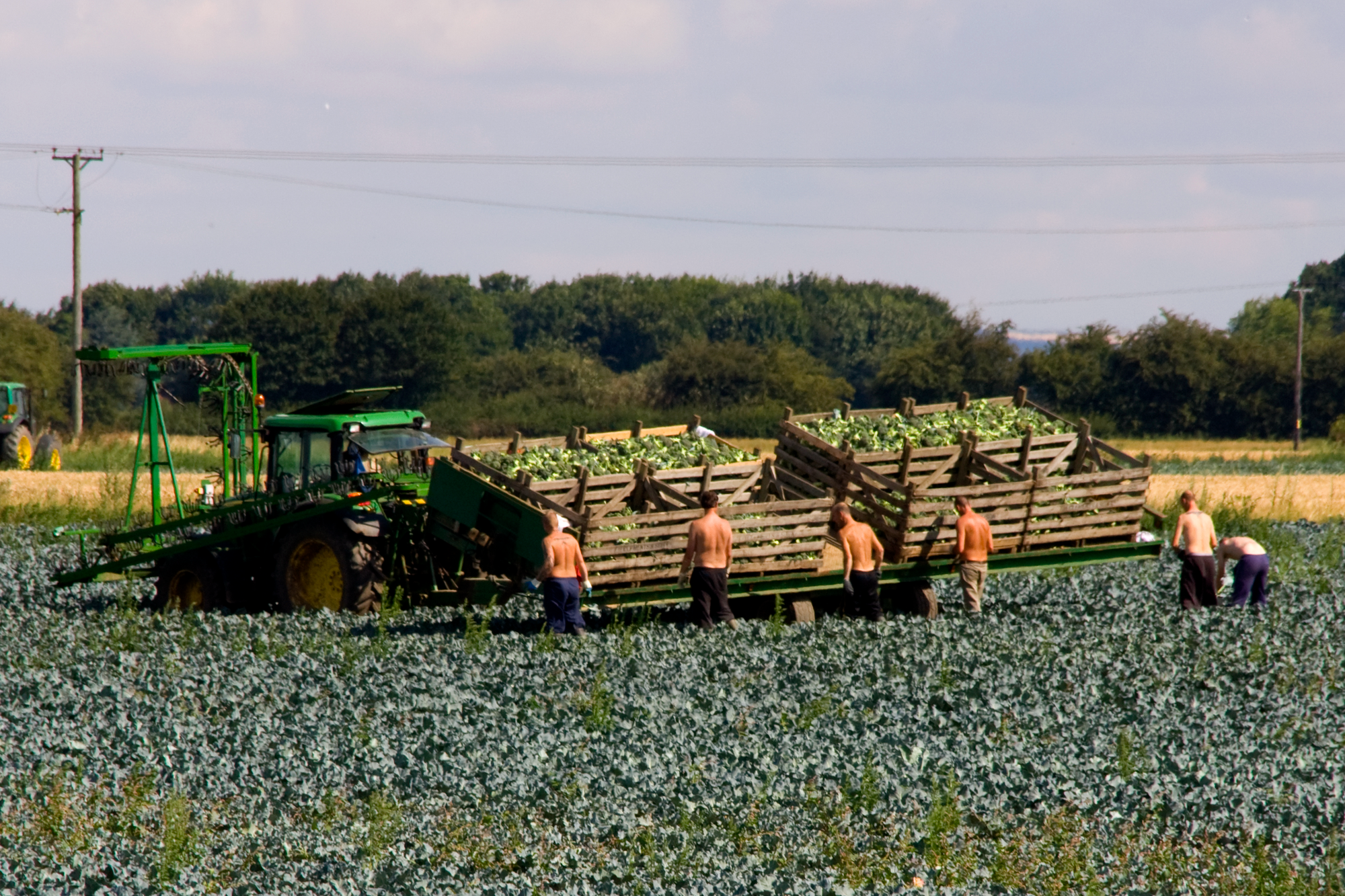 Migrants in a broccoli field load crates with produce