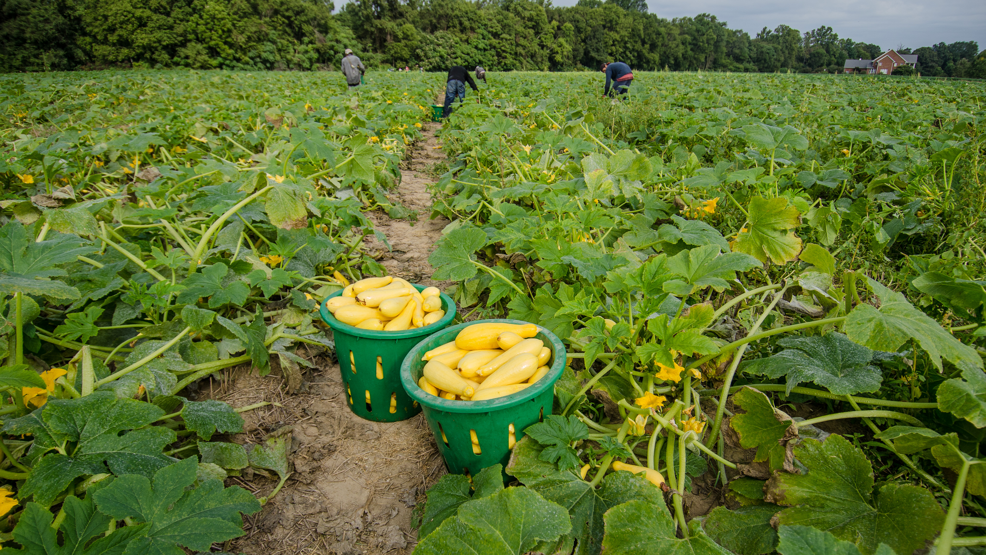 Two baskets of yellow courgettes against a backdrop of migrant farmers